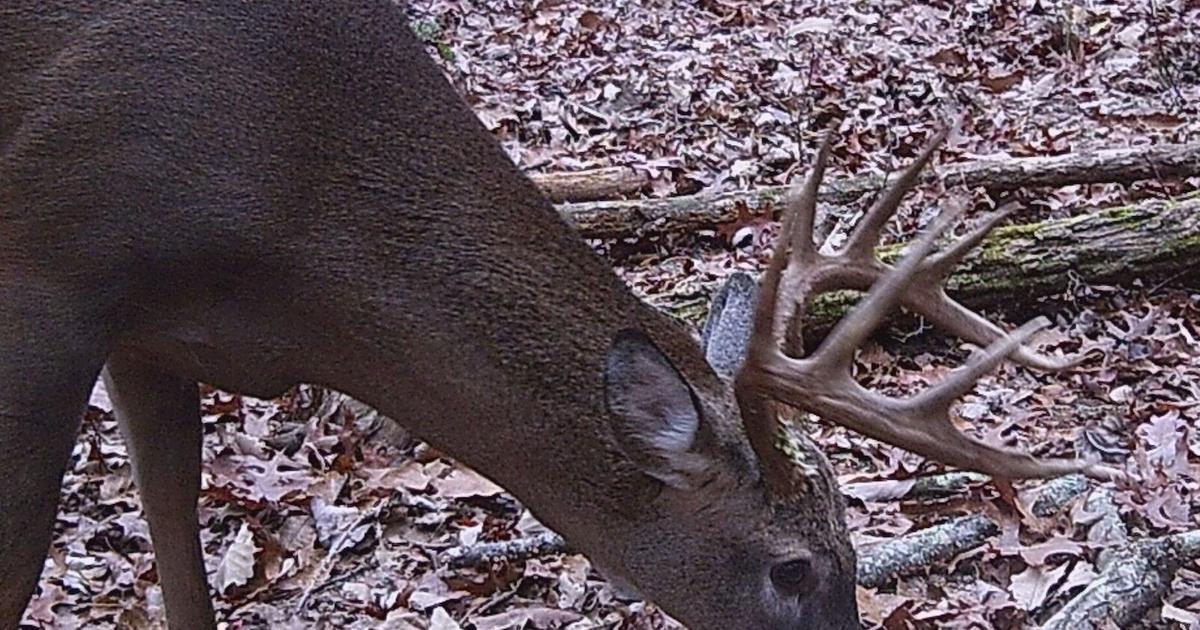 It wouldn’t be deer season without your annual rut report | Sports ...