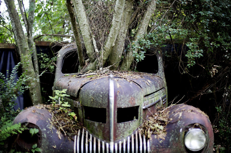 Ap Photos In Rural Georgia A Junkyard Of Classic Cars Life Register Herald Com