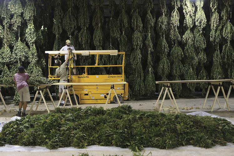 Hemp farmers upset with testing regulations - with Video and ...