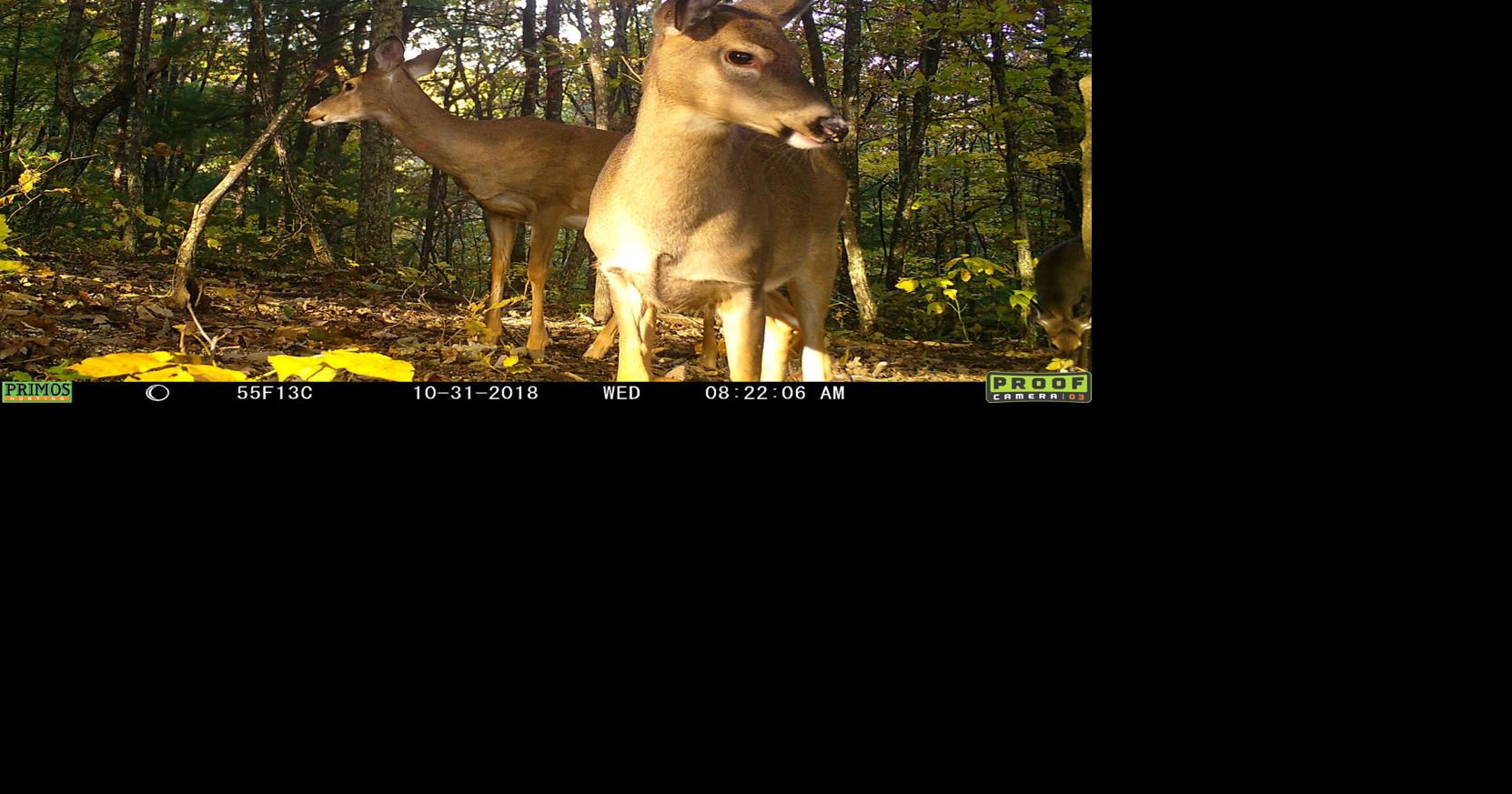 First deer — was it an omen? Sports