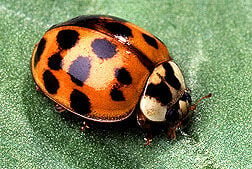 Asian Lady Beetle (Harmonia axyridis) Identification