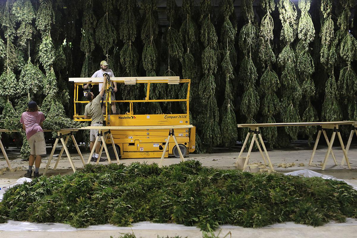 092619 hemp 01.JPG