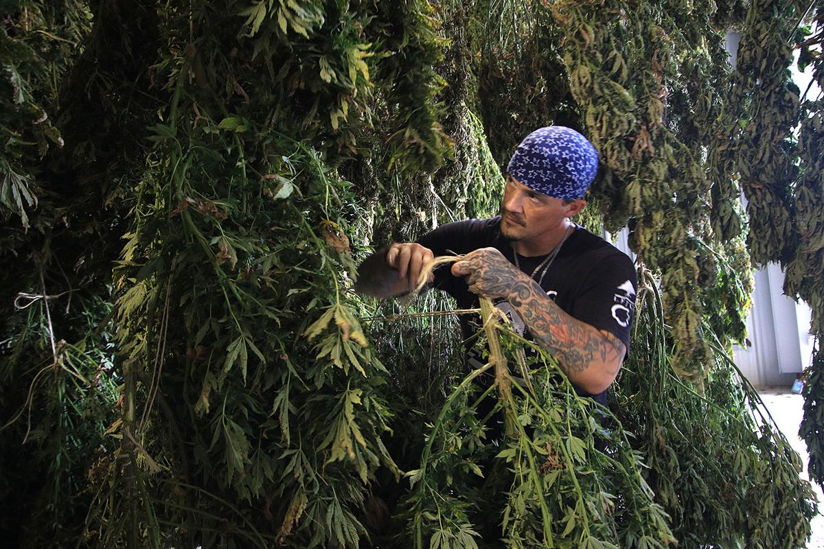 092619 hemp 02.JPG