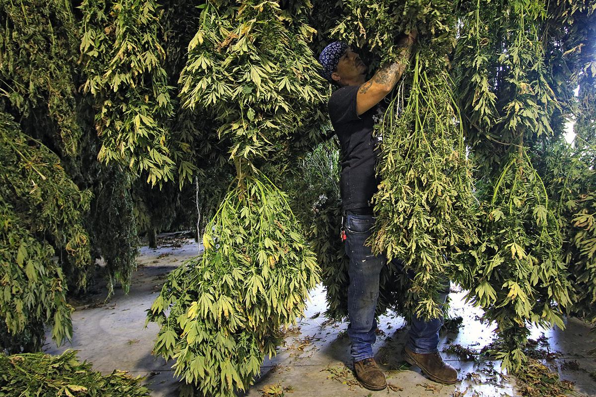 092619 hemp 03.JPG