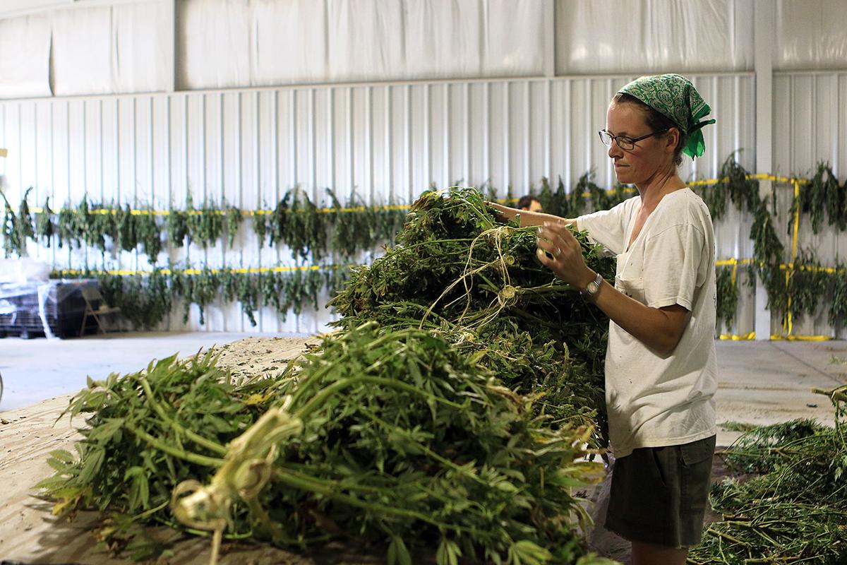 092619 hemp 04.JPG