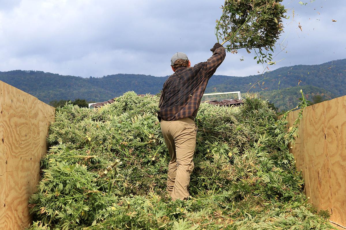 092619 hemp 05.JPG