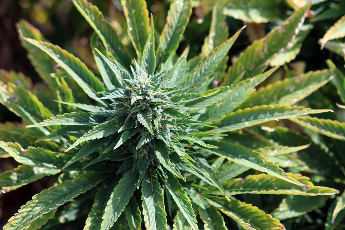 092619 hemp 06.JPG