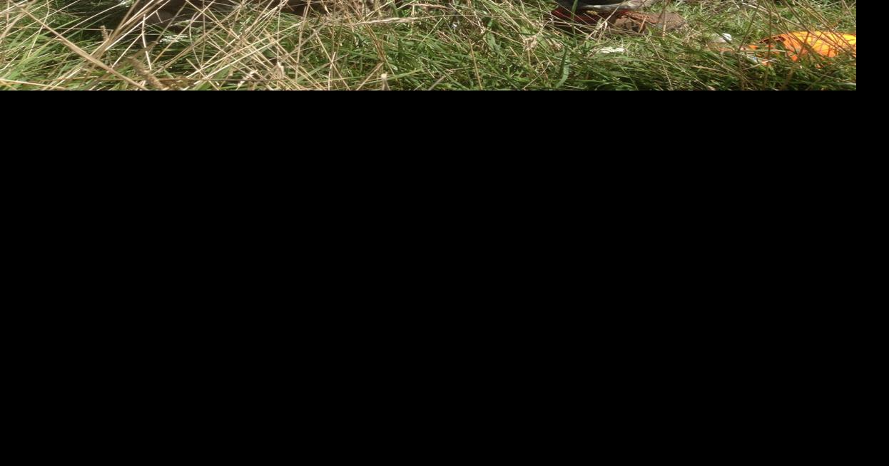 Larry Case: It’s almost here at last! Dove season! | Sports | register ...