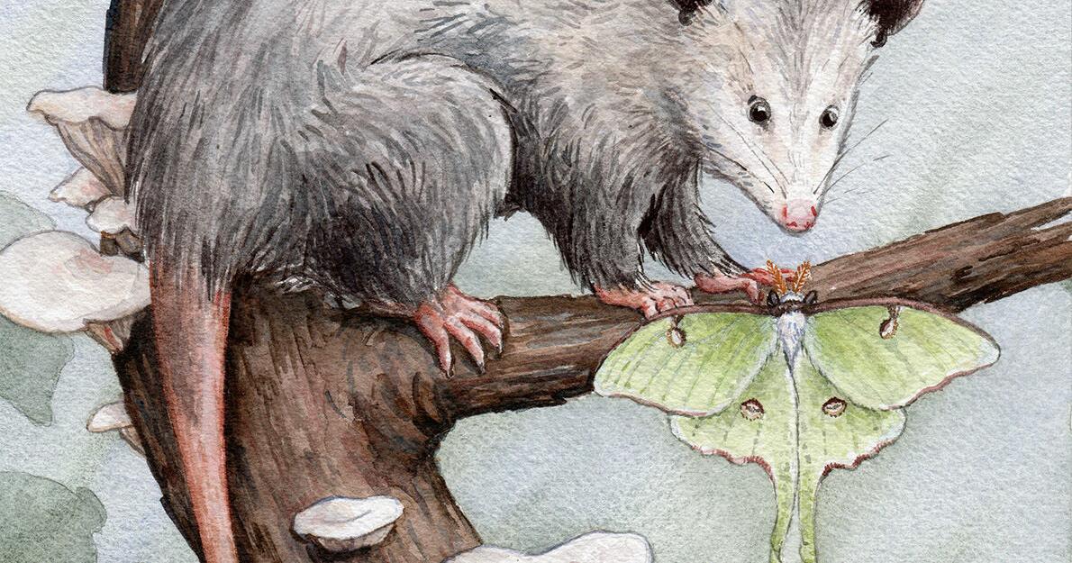 Watercolor exhibition on display at Carnegie Hall