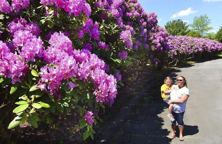 rhododendron homöopathie Pflüger Pflügerplex Rhododendron 307 H Acidum silicicum / Bryonia /  Chelidonium majus / Filipendula ulmaria / Guajacum / Rhododendron / Thuja  occidentalis Tabletten, 100 St