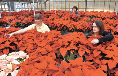 Poinsettias