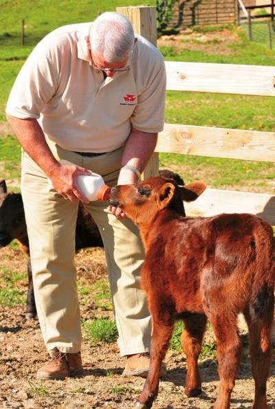 baby cow