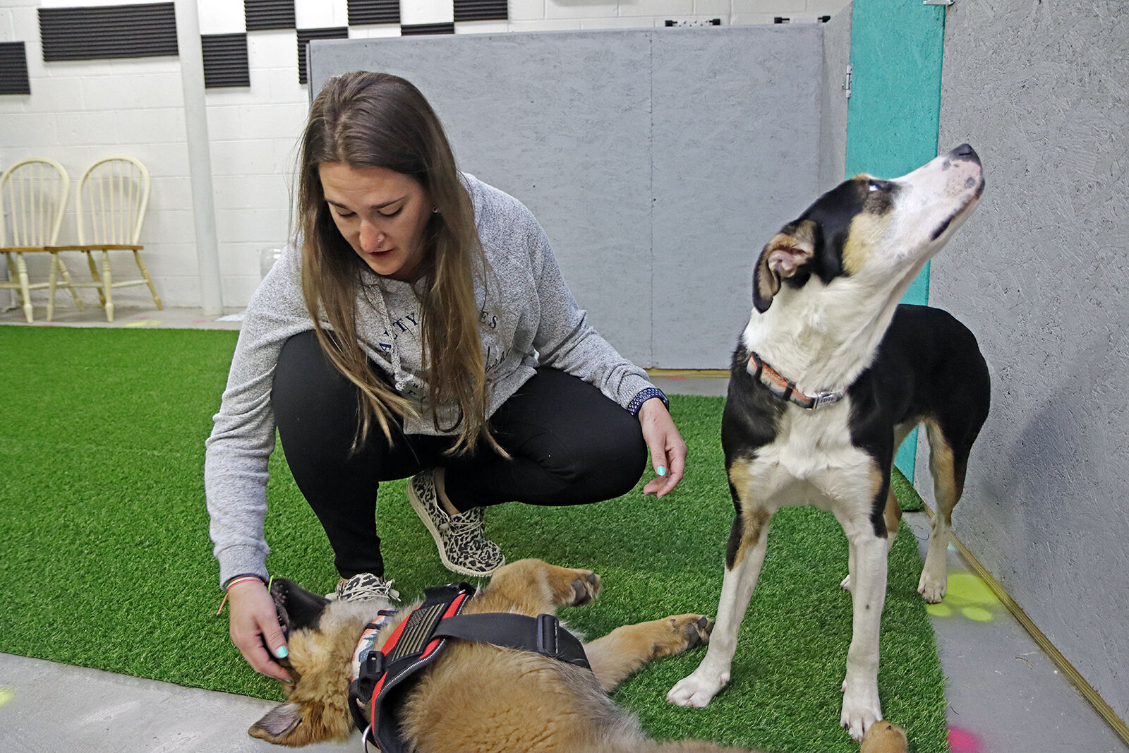 Kennel free dog sitting service opens in MacArthur Life