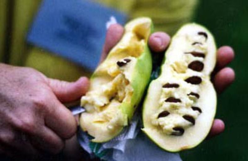 Could Pawpaws Be A Niche Cash Crop In W Va News Register Could Pawpaws Be A Niche Cash Crop In W Va Pawpaw Fruit