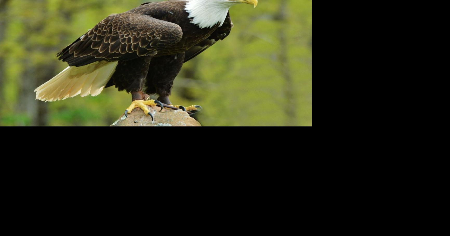 Volunteers sought for eagle count this Saturday