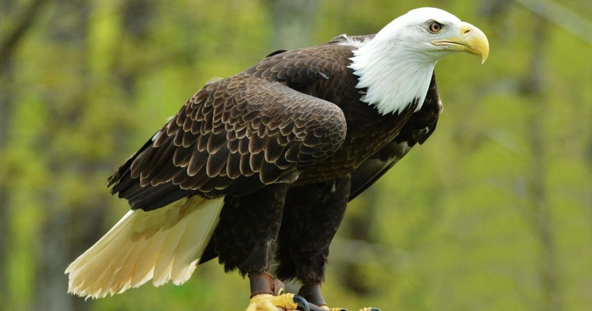 Volunteers sought for eagle count this Saturday