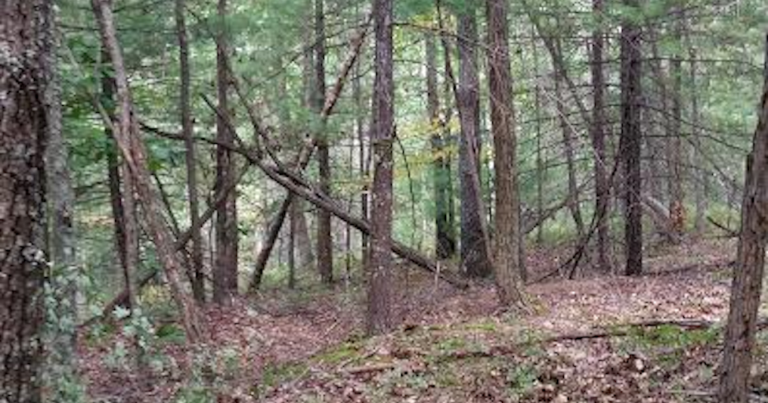 Larry Case: Baiting wild turkeys is bad business