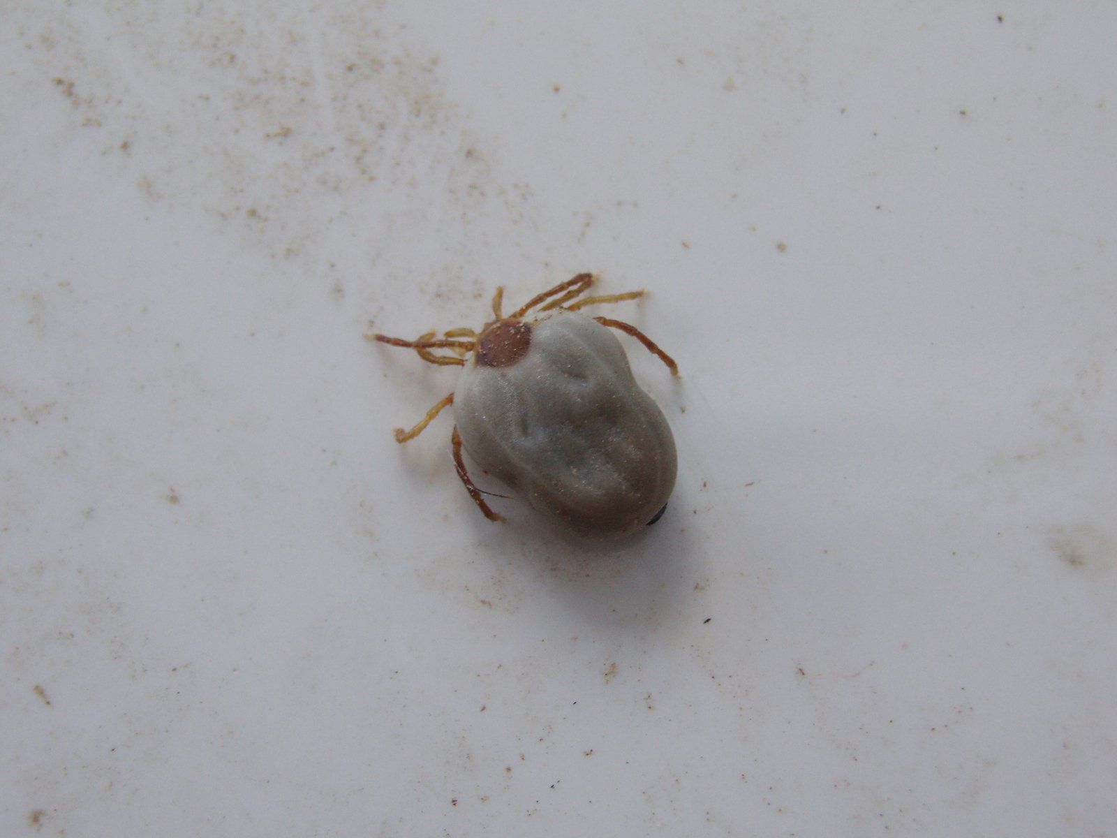Powassan virus found in 5 upstate NY tick pools