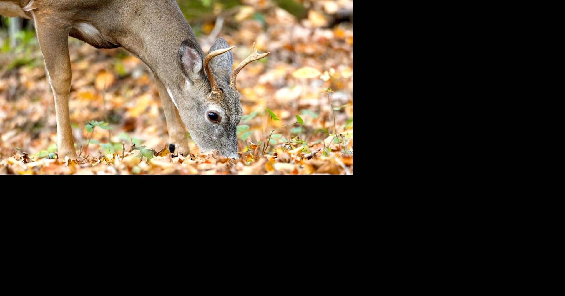 West Virginia deer harvest drops 17% during 2025-26 seasons