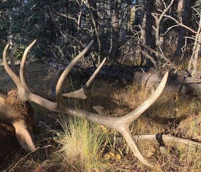 Anticipating a dream elk opportunity