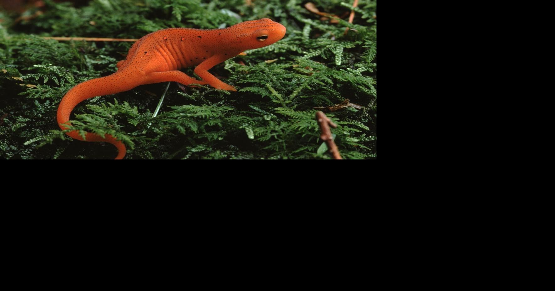 Chris Ellis: DNR seeks help in eastern newt research