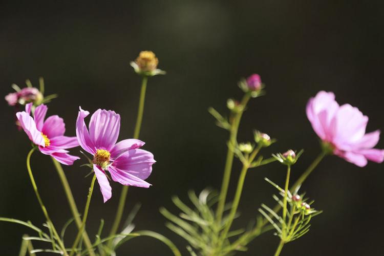 West Virginia in bloom | Life | register-herald.com