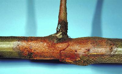What Happened To The American Chestnut The American Chestnut Tree Survived All Adversaries For 40 Million Years Then Disappeared Within 40 Money Register Herald Com
