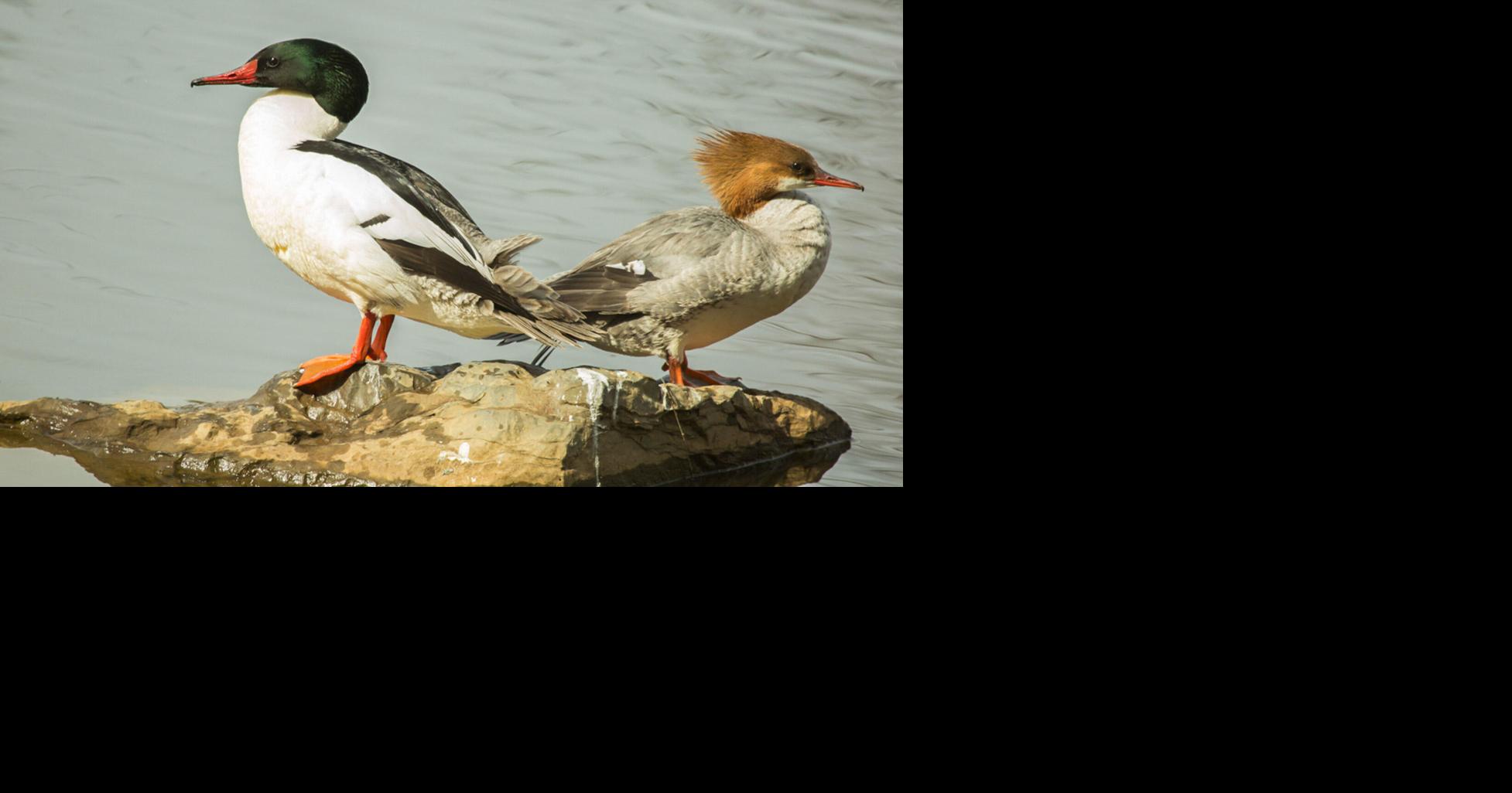 Help count birds for science during Audubon’s 125th annual Christmas ...