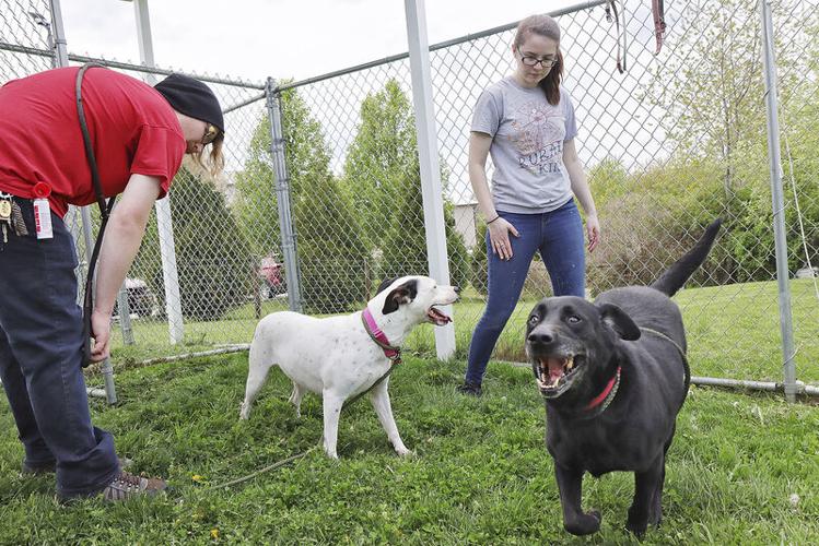 Raleigh Humane Society seeking foster homes for animals ...