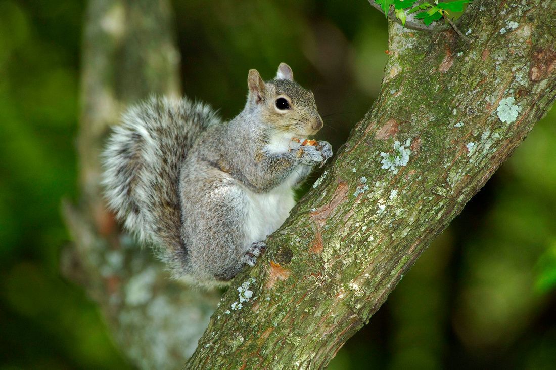 Squirrel hunting season opens in September News