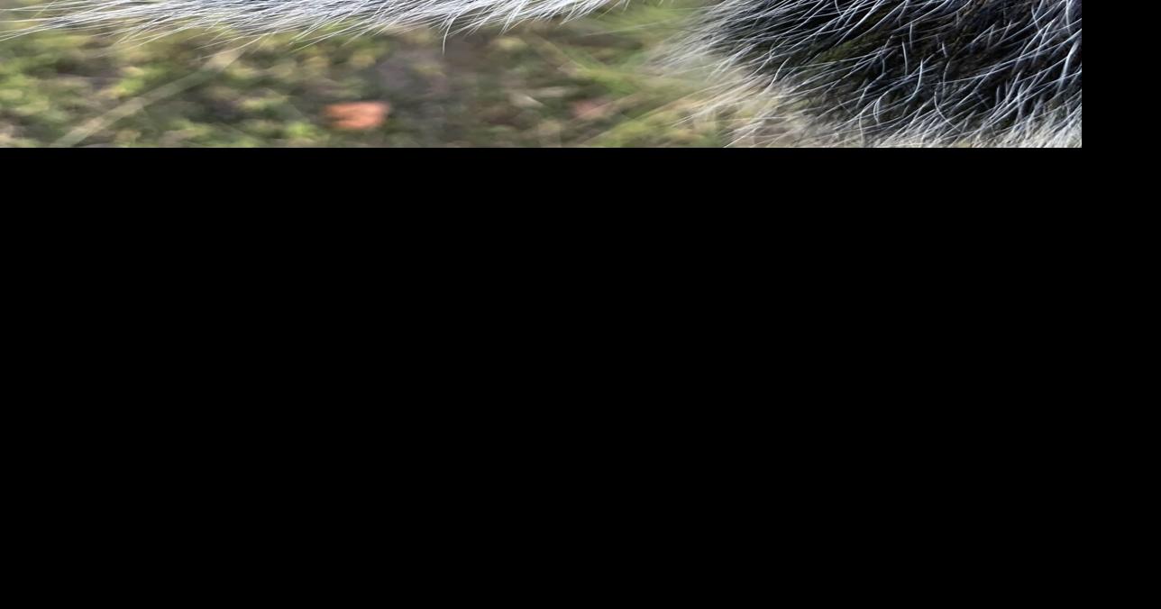 Chris Ellis A great start to the season Sports