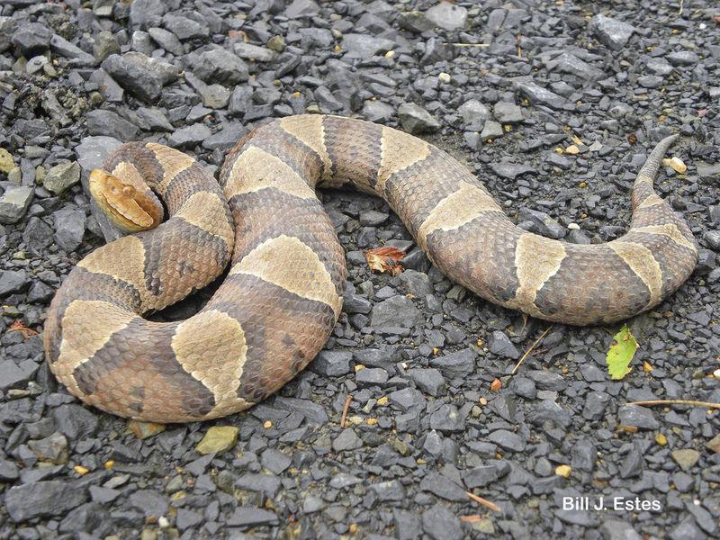 Will It Be A Big Year For Snakes In The Area News Register Herald Com