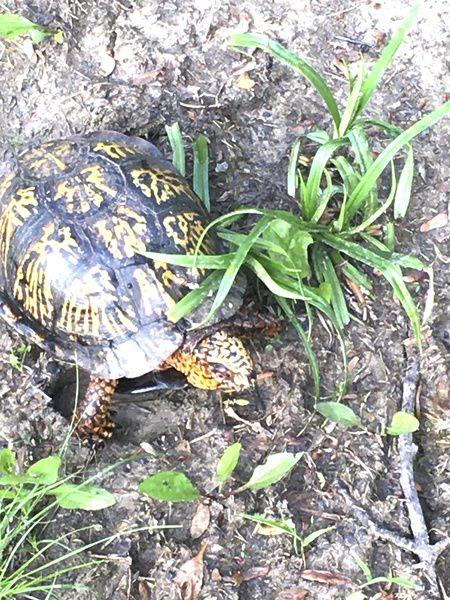 Turtle Hunt Can Be Fun Beneficial Sports Register Herald Com