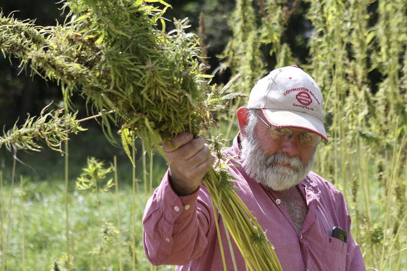 Year closes on first public industrial hemp grown in decades