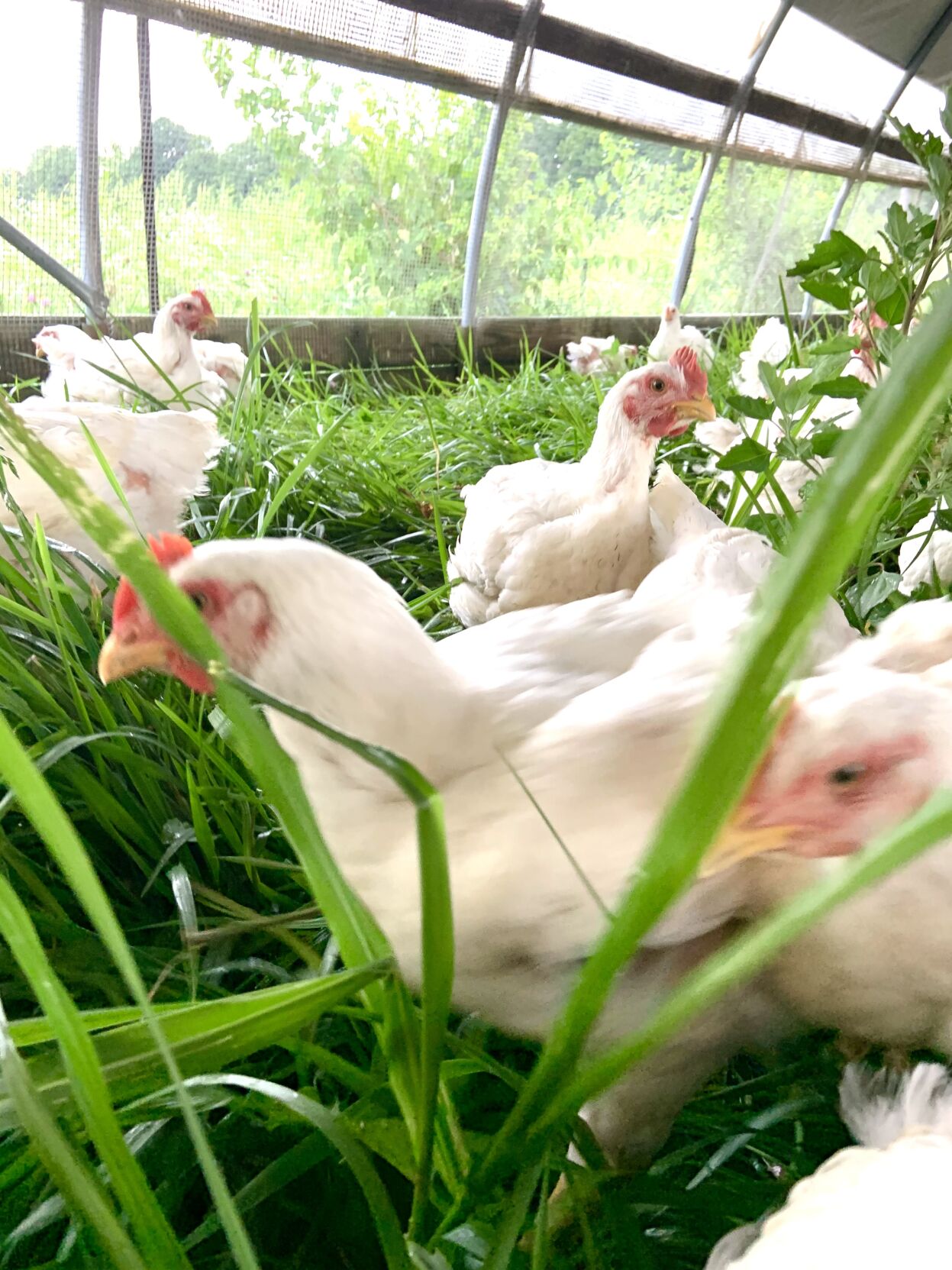Wonder Tree Farm Back to basics: WonderTree Farm offers experiences, fresh meat and ...