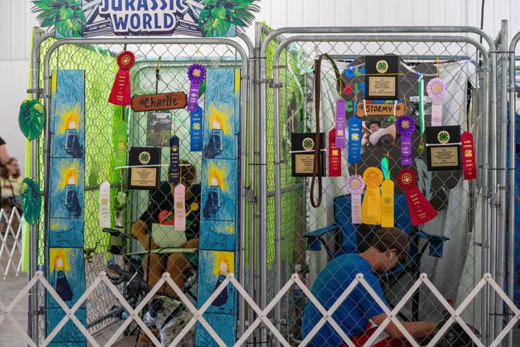 4-H dog show helps owners bond with their pets | News ...