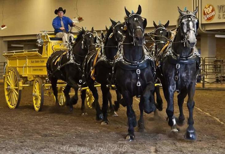 Hoosier Horse Fair and Expo comes to Hendricks County Local News