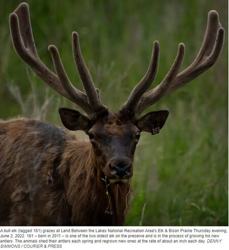 Twenty-five years ago, you couldn't find elk in Kentucky; now there are  hundreds | News | reporter.net