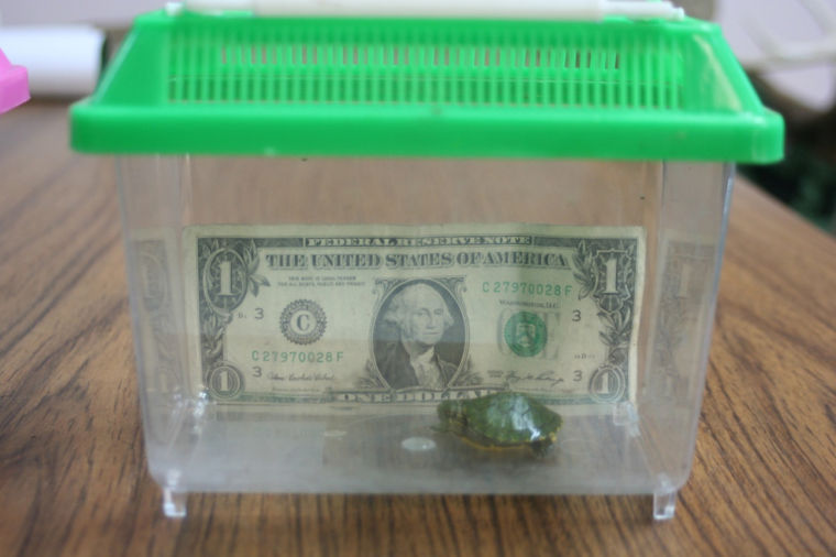 We Moved FDA to Help Tiny Turtles!