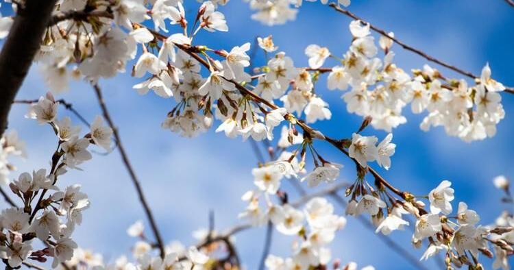 Indy's cherry blossoms give hope that winter weather has ended — or will soon