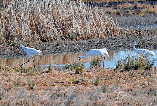 Creating Communities That Give a Whoop About Cranes in Indiana