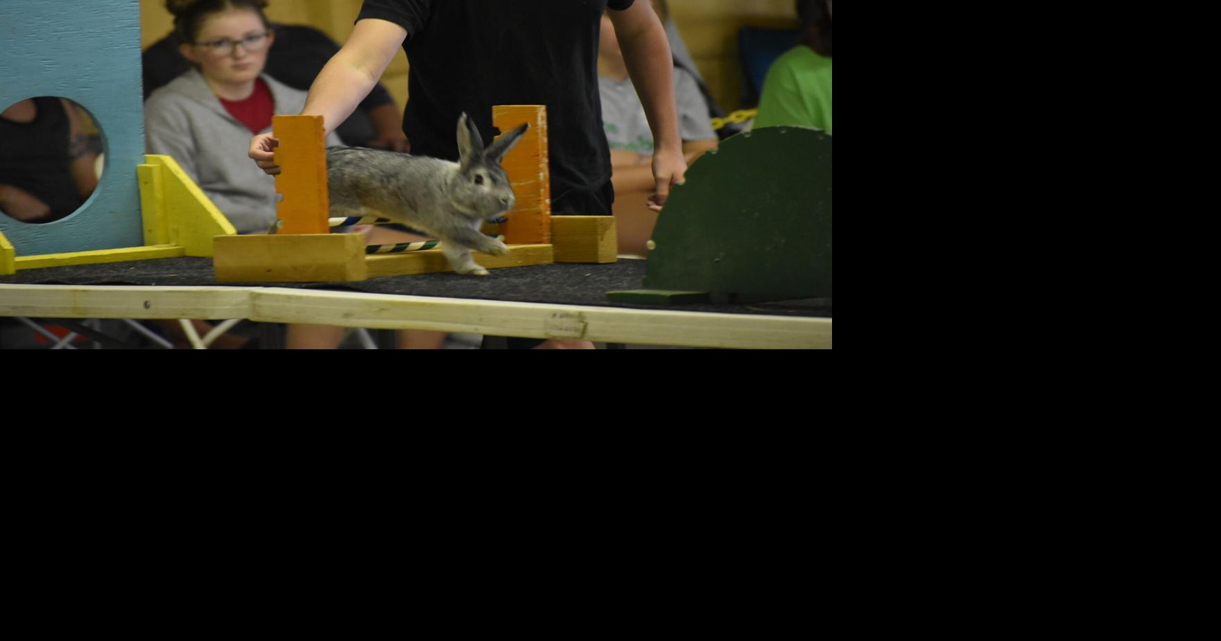 Cats and rabbits entertain fair goers | Local News | reporter.net