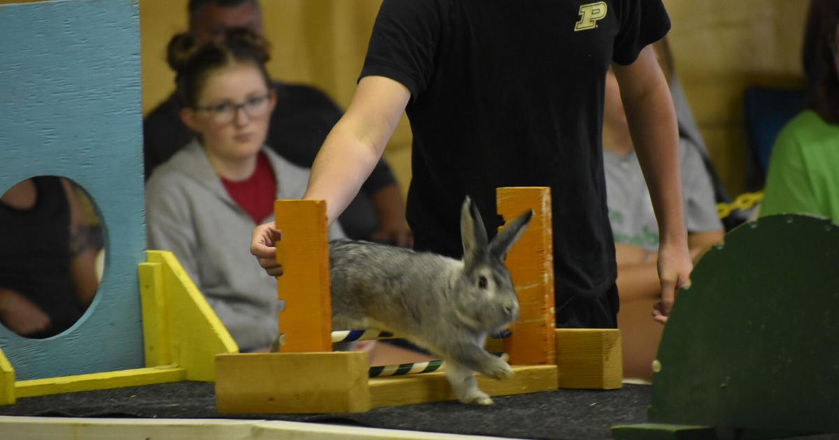 No State Fair Rabbits Cats and rabbits entertain fair goers | Local News | reporter.net
