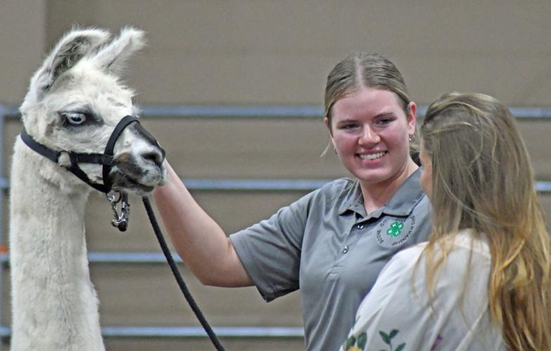 Animals and children galore at the Boone County 4-H Fair | Local News ...