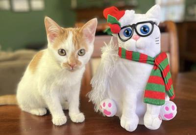 Whiskerfest returns for the holidays | Local News | reporter.net