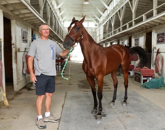 Horses harness the fascination of fairgoers during Grandstand