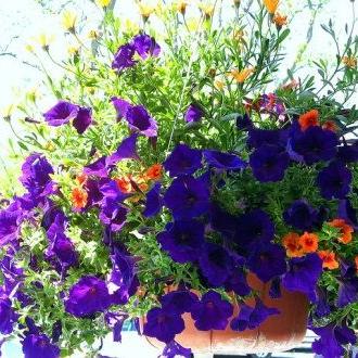 Witham's annual spring flower sale is May 8 - Vimarsana News