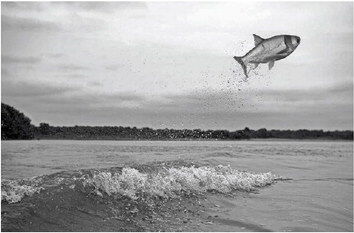 Harvesting the River: Harvesting: : Seine Nets -- Illinois State