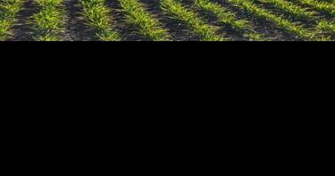 Winter wheat virus gaining foothold in northern Idaho - Vimarsana News