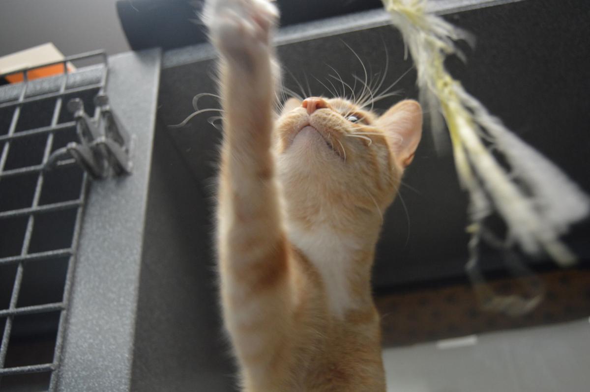 Animal Shelter Begins Construction On New Addition To Their